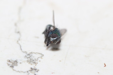Various insects from Germany in high resolution and scanned with macro