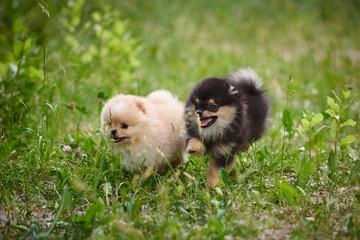 Naklejka premium Pomeranian puppies playing in the street