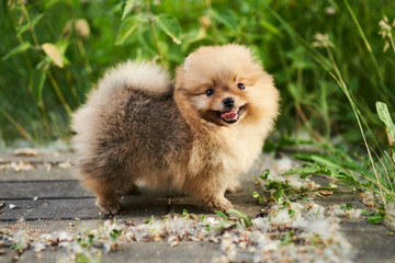 Obraz premium Cute puppy cream Pomeranian on the street. 