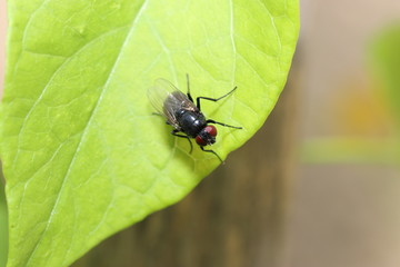Various insects from Germany in high resolution and scanned with macro