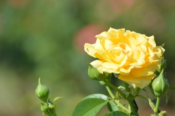 Thomasville rose garden 0246