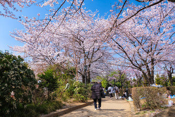 Fototapeta premium 川口西公園 (リリアパーク) 春