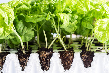 Planting of Italian mammoth basil seedlings. Gardening concept