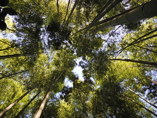 竹林