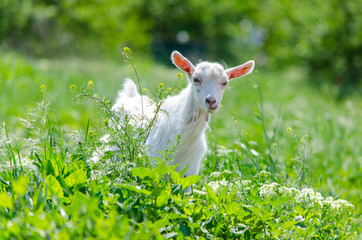 White young cheerful goat eats lush green grass on the lawn on a bright summer sunny day