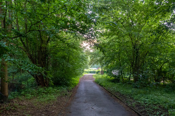 Obraz premium droga leśna latem
