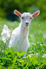 Portrait of a young cheerful goat walking on a summer day over green fields and plucking grass