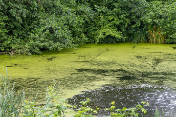 green pond with green vegetation