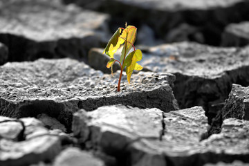 sprout plants growing on very dry cracked earth