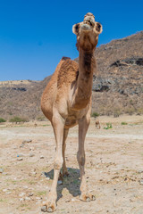 Camel at Wadi Dharbat near Salalah, Oman