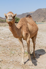 Camel at Wadi Dharbat near Salalah, Oman