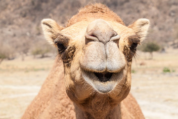 Camel at Wadi Dharbat near Salalah, Oman