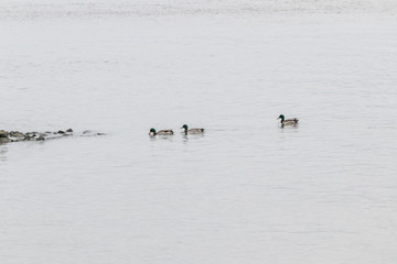 ducks on the water