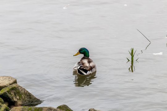 duck on the water