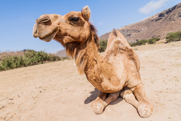 Camel in Wadi Dharbat near Salalah, Oman