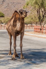Naklejka premium Camel on a road in Wadi Dharbat near Salalah, Oman