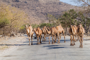 Camels on a road in Wadi Dharbat near Salalah, Oman