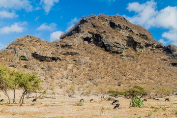 View of Wadi Dharbat near Salalah, Oman