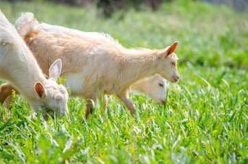 Naklejka na ściany i meble Three young goats graze in a meadow in a village on a bright summer sunny day.