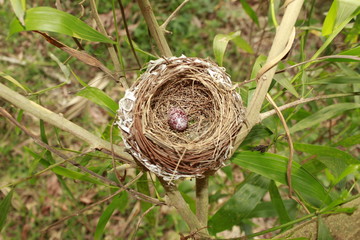 Bird nest
