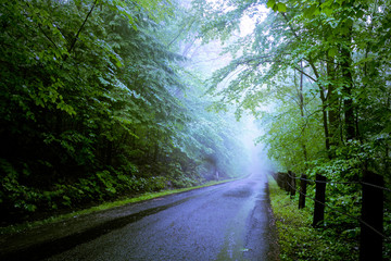 Fototapeta premium Foggy Forest Road