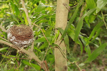 Bird nest