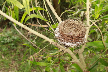 Bird nest