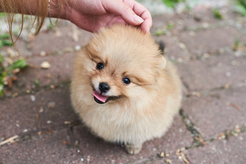 Cute puppy cream Pomeranian the street with his tongue hanging out.