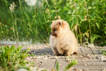Cute puppy cream Pomeranian on the street. 