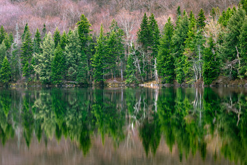 Obraz premium Forest Reflection