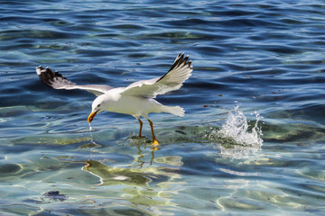Seagull resting on a lovely sunny day