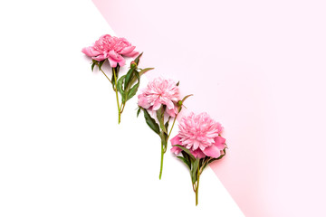 Bright pink peonies in the center of the composition on a white and pink background