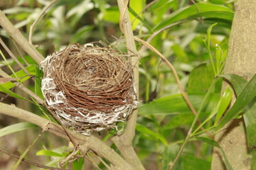 Bird nest