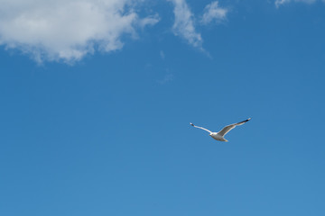 Fototapeta na wymiar seagull flying in front of the blue sky