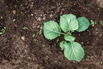 Young cabbage growing in spring garden.