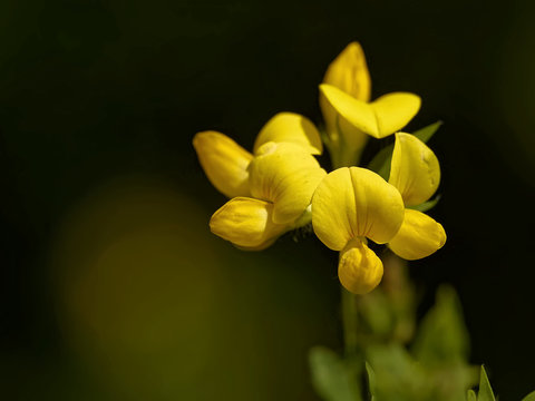 Gew&ouml;hnlicher Hornklee