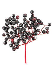 Close-up of bunch black elderberry on a white background