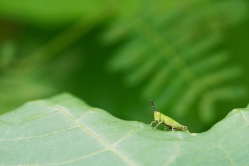 a grasshopper resting on green leaf with copy space and green nature blurred background.