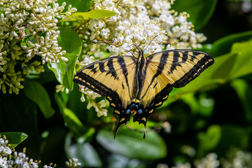 Western Tiger Swallowtail (Papilio rutulus)