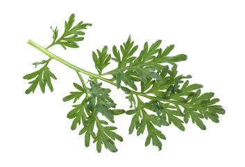 Sprig of medicinal wormwood on a white background. Sagebrush sprig. Artemisia, mugwort.