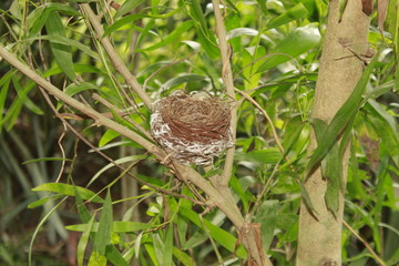 Bird nest