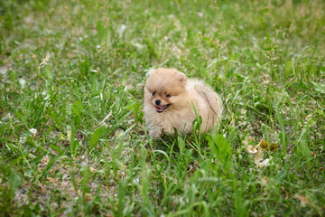Puppy cream Pomeranian playing in the street