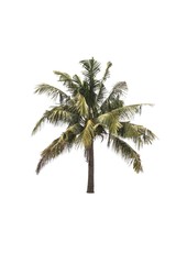 Coconut Tree isolated on a white background
