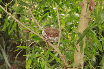 Bird nest