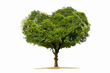 Tree isolated on a white background Bright heart-shaped tree