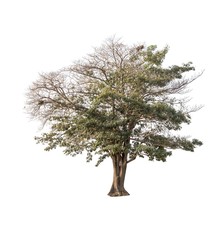 Tree isolated on a white background