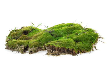 Green moss with grass isolated on a white background