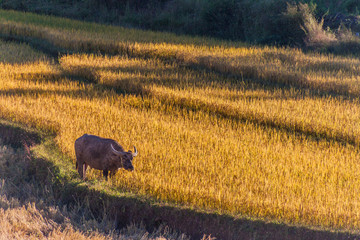 Buffalo in a ripe rice field near Kalaw, Myanmar