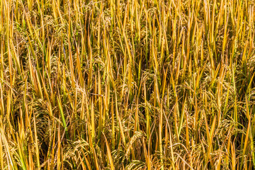 Detail of a field of a ripe rice, Myanmar