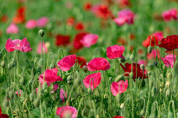 Obraz na płótnie Canvas Red and pink flower of corn poppy, Papaver rhoeas
